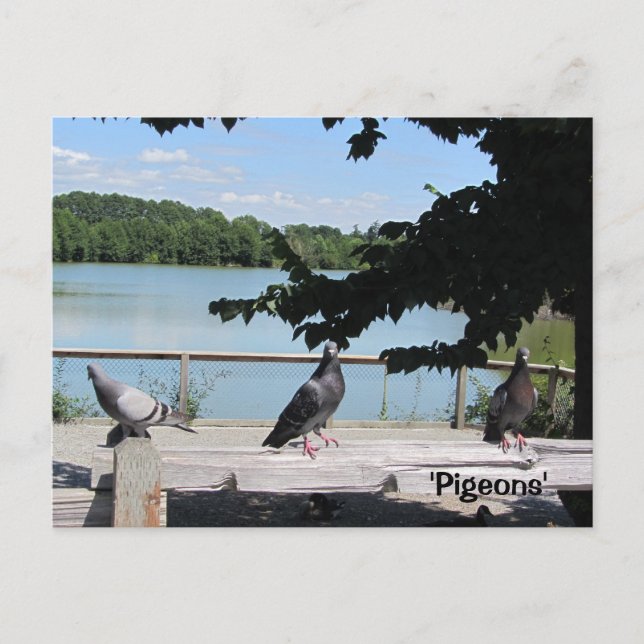 Cartão Postal Pombas Elegantes (Frente)