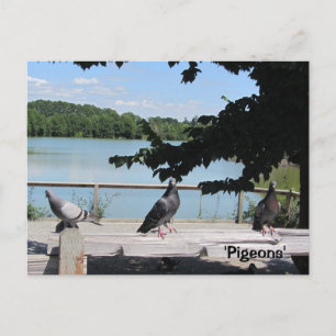 Cartão Postal Pombas Graciosas