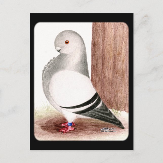 Cartão Postal Pombo-coruja-azul-africana (Frente)