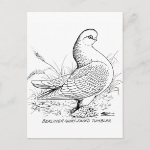Cartão Postal Pombo de Berlim Preto e Branco