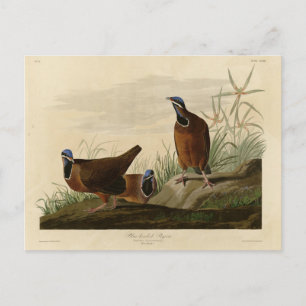 Cartão Postal Pombo-de-cabeça-azul das Aves da América de Audubo