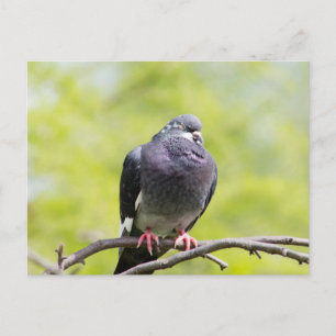 Cartão Postal Pombo-do-mar