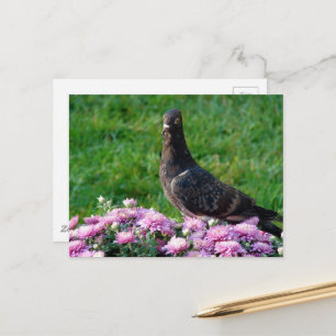 Cartão Postal Pombo e Mães