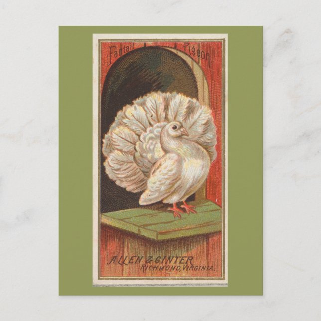 Cartão Postal Pombo Fantail (Frente)
