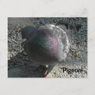 Cartão Postal Pombo Gracioso