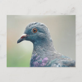 Cartão Postal Pombo no Cartão-postal da janela