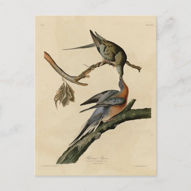 Cartão Postal Pombo-passageiro das Aves da América de Audubon (Frente)