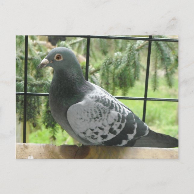 Cartão Postal Pombo Perfeito (Frente)