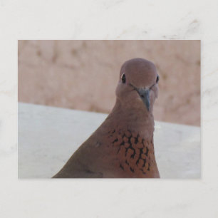 Cartão postal pombo, personalizar