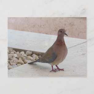 Cartão postal pombo, personalizar