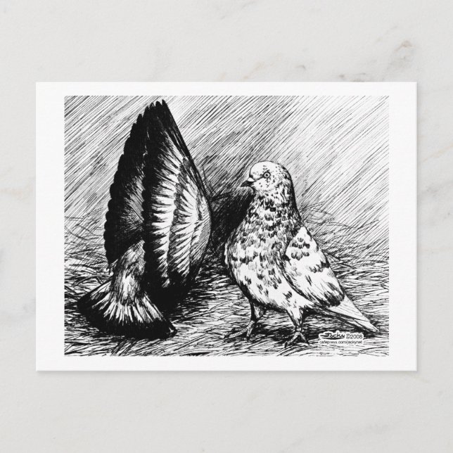 Cartão Postal Pombos do cilindro de salor (Frente)