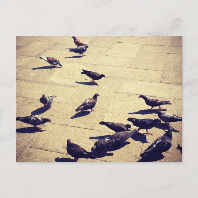 Cartão Postal Pombos em Veneza (Frente)