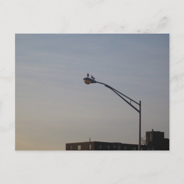 Cartão Postal pombos observando o nascer do sol (Frente)