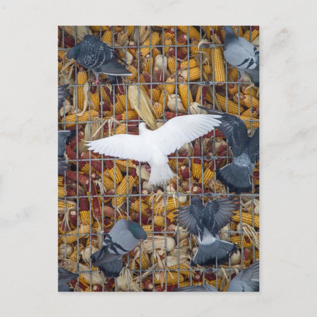 Cartão Postal Pombos pegam o milho (Frente)
