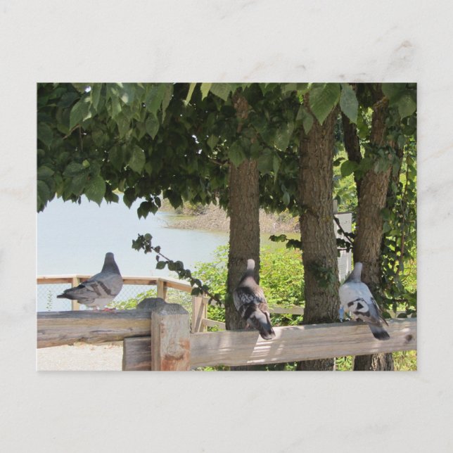 Cartão Postal Pombos que desfrutam de uma Vista (Frente)