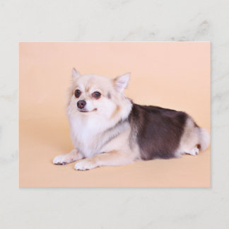 Cartão Postal PomChi - Kita