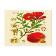 Pomegranato
