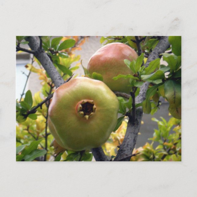 Cartão Postal Pomegranato (Frente)