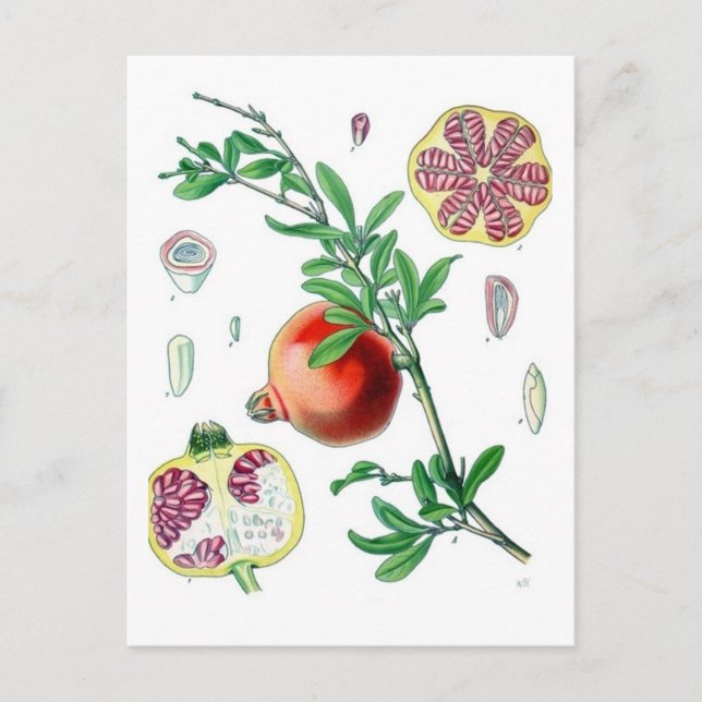 Cartão Postal Pomegranato (Frente)