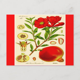 Cartão Postal Pomegranato