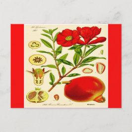 Cartão Postal Pomegranato