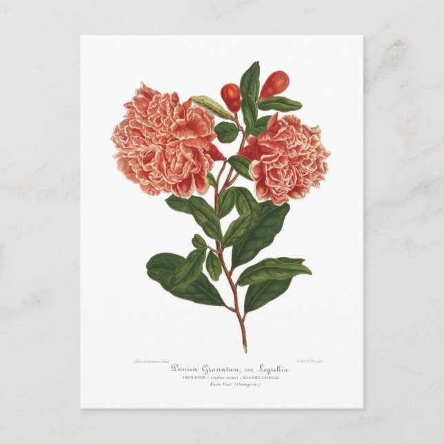 Cartão Postal Pomegranato (Frente)