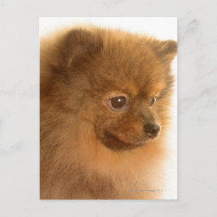 Cartão Postal Pomerânia