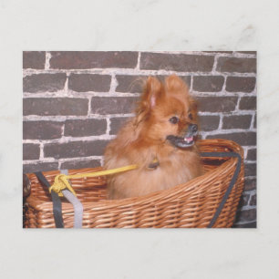 Cartão Postal Pomerânia