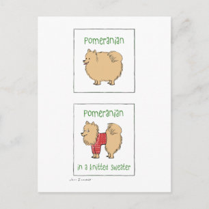 Cartão Postal Pomerânia em um suéter Knit
