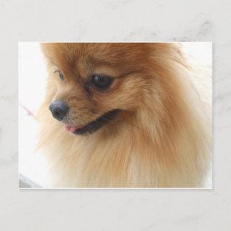 Cartão Postal Pomerânia Lover