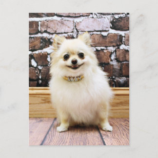 Cartão Postal Pomeraniano - Colar de Vanidade Abby