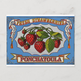 Cartão Postal Ponchatoula, LA Strawberry