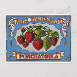 Cartão Postal Ponchatoula, LA Strawberry