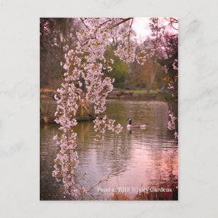 Cartão Postal Pond na RHS Wisley, Inglaterra