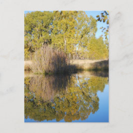 Cartão Postal Pond Reflete Cattails Selvagens Outono