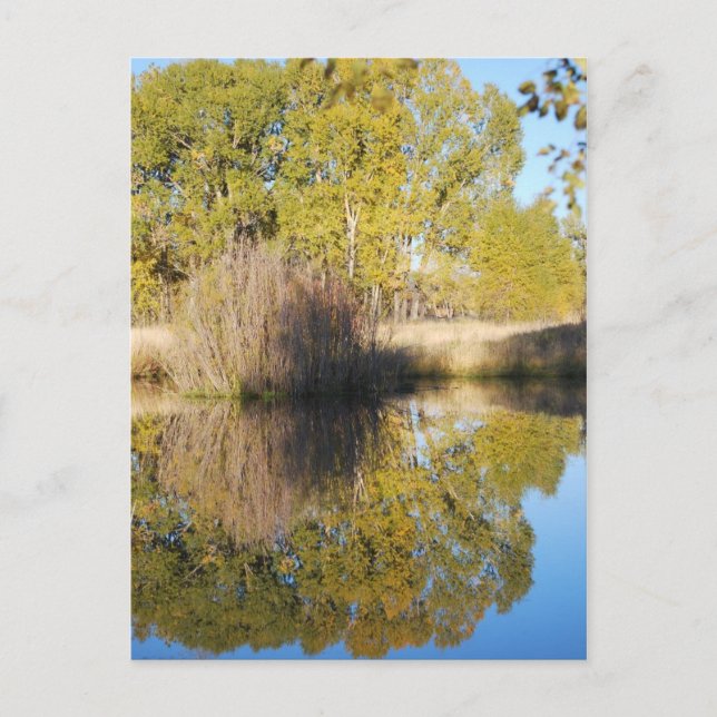 Cartão Postal Pond Reflete Cattails Selvagens Outono (Frente)