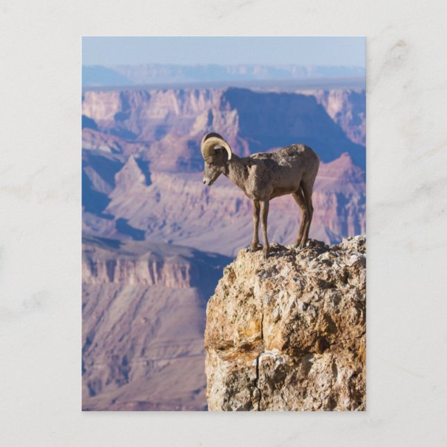 Cartão Postal Pondering The Abyss (Frente)