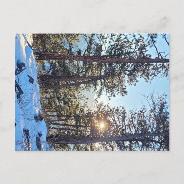 Cartão postal Ponderosa Shine Colorado (Frente)