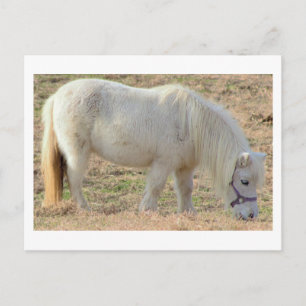 Cartão Postal Pônei Branco