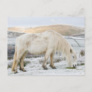 Cartão Postal Pônei Branco Fell em Moorland no Inverno