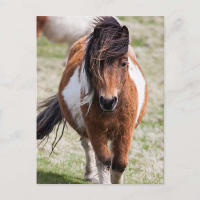 Cartão Postal Pônei Shetland, Ilhas Shetland (Frente)