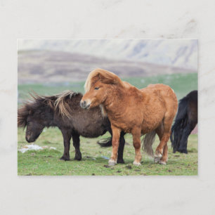 Cartão Postal Pônei Shetland, Ilhas Shetland, Escócia 2