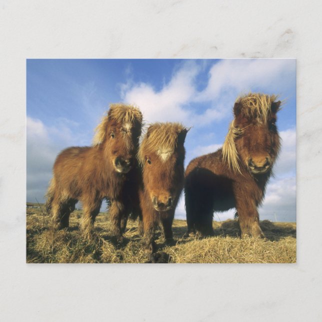 Cartão Postal Pônei Shetland, parte continental das Ilhas Shetla (Frente)