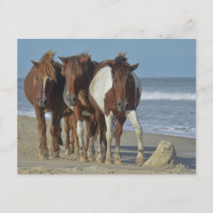 Cartão Postal Pôneis Selvagens de Chincoteague, Praia da Ilha de