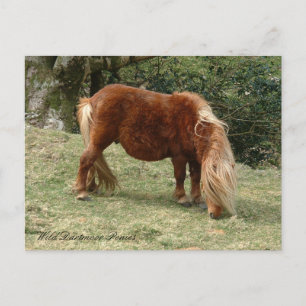 Cartão Postal Pôneis selvagens de Dartmoor, Inglaterra / Cavalos
