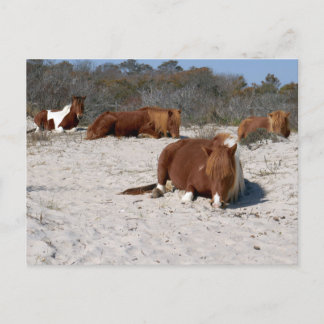 Cartão Postal Pôneis Selvagens Dormindo no Parque Nacional de As