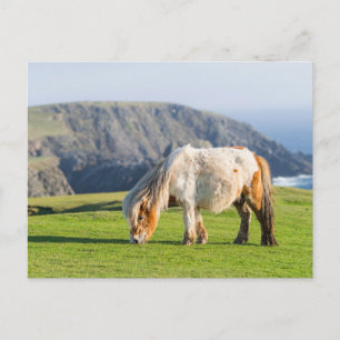 Cartão Postal Pôneo Shetland na Pastura perto de saltos altos