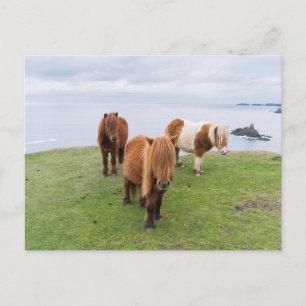 Cartão Postal Pôneo Shetland na Pastura perto de saltos altos