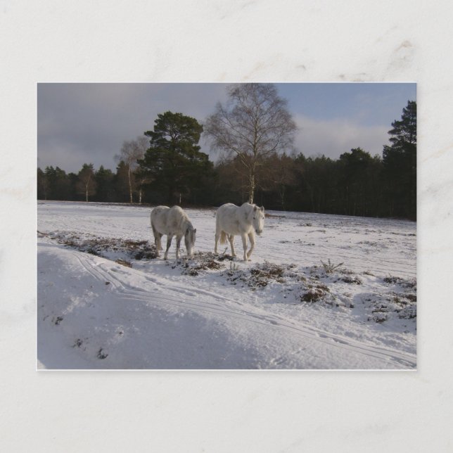 Cartão Postal Ponies in the snow (Frente)