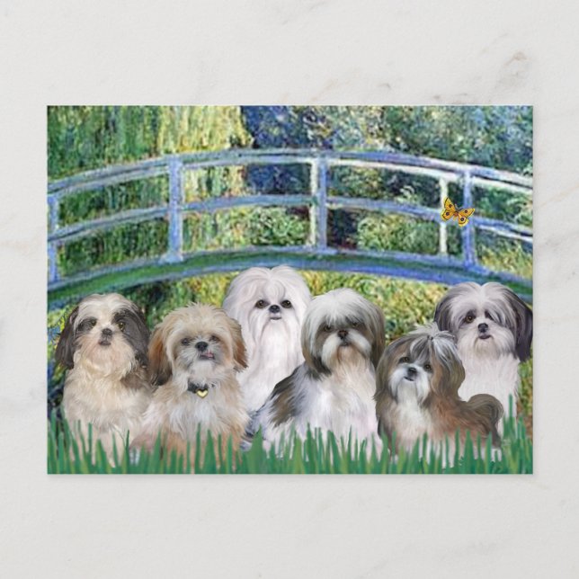 Cartão Postal Ponte - 6 Shih tzus (Frente)